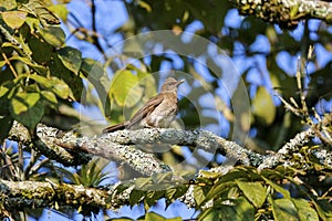 Black-billed trush perched on branch in a tree against blurred background, Manizales, Colombia photo