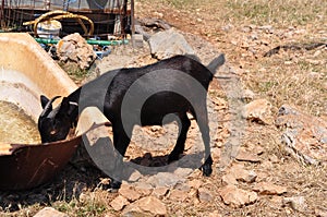 Black billy goat drinking from rusty old bathtub in greek countryside