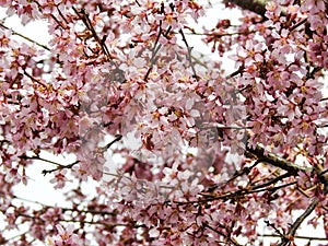 Black birch tree branches with spring flowers