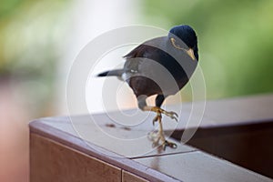 Black bird Acridotheres tristis goes on the railing of the balcony on a green background