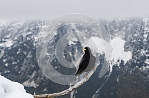 Black bird, alpine cough (Pyrrhocorax graculus) in snowy landscapes in the Julian Alps, Slovenia