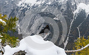 Black bird, alpine cough (Pyrrhocorax graculus) in snowy landscapes in the Julian Alps, Slovenia