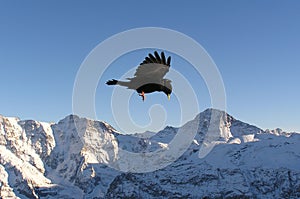 Black bird in Alps