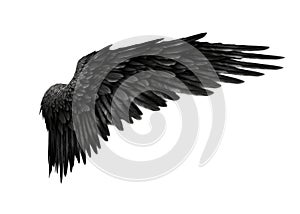 Black bird or angel wing isolated on white background