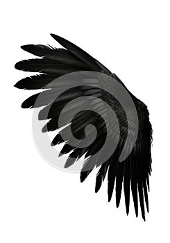 Black bird or angel wing isolated on white background