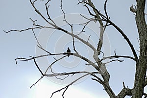 Black bird on a bare basswood tree