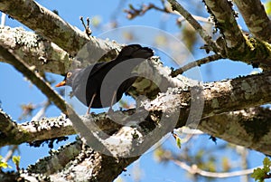 Black bird from below on tree branch