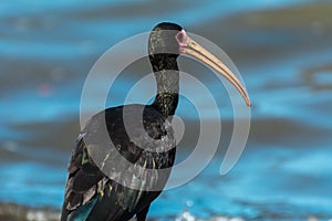 Black bird with a big beak standing near a lake, in Florianopolis, Brazil