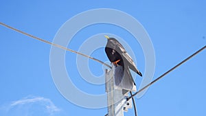 Black bird with blue sky background