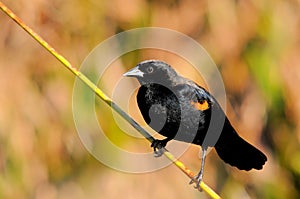 Negro pájaro 