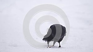 black bird crow looking at camera, close up