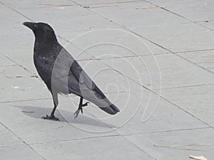Black bird crown walking an the pavement