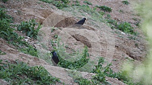 Black bird with dry grass in its beak, lerida, spain, europe