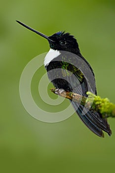 Black bird from Ecuador. Collared Inca, Coeligena torquata, dark green black and white hummingbird in Colombia. Wildlife scene wit