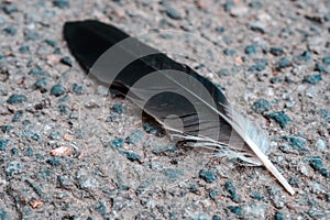 Black bird feather closeup