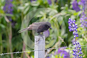 Black bird on a fence, bunch of lupines summer flower background