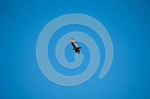 Black bird fly high in the sky