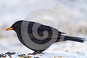 Black, bird and food in nature with snow for winter, wildlife and natural habitat or environment for animal. Blackbird