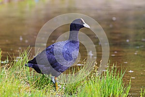 Black bird in a green grass under the rain