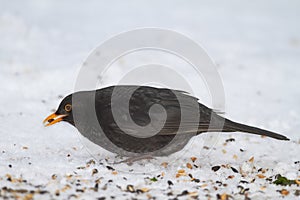 Black, bird and hungry in nature with ice for winter, wildlife and natural habitat or environment for animal. Blackbird