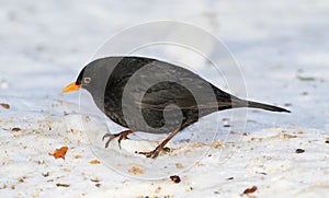 Black, bird and hungry in nature with snow for winter, wildlife and natural habitat or environment for animal. Blackbird