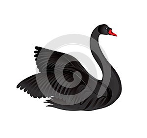 Black bird isolated over white background. Swans silhouette. photo