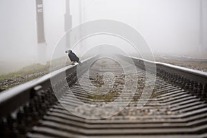 black bird lonely raven crow sitting on railroad in haze holding nut in beak