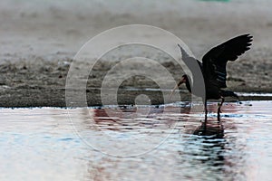 Black bird with long beak landing on a surface of water, in Campeche, Florianopolis, Brazil