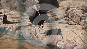 A black bird with long beaks drinks water from the lake