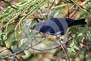 Black bird looking for food among the flowers of a tree