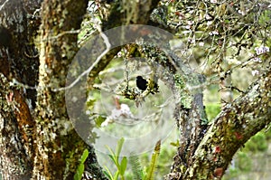 Black bird Melaniparus funereus perched on the tree branch