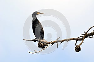 A black bird with an orange beak named Cormorant sitting on a dead branch of a tree.