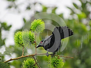 Negro pájaro afuera en la lluvia 