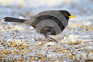 Black, bird and outdoor in nature with snow for winter, wildlife and natural habitat or environment for animal. Turdus