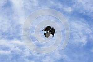 Black bird with outstreched wings is flying on sky with white foggy clouds