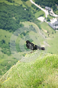 Black bird over Fuente De