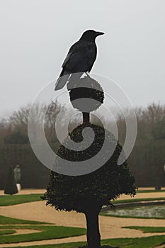 Black bird over a plant in a garden during the winter