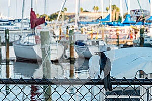 A black bird with a pearl in his beak at the yacht harbor of St. Petersburg