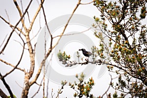 Black bird perched in a pine tree