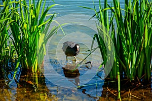 The black bird in the Pildammsparken lake