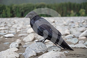 Black bird raven