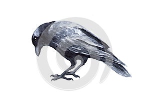Black bird raven isolated on white background. Watercolor drawing.