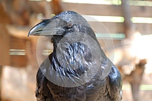 Black bird raven with open beak sitting on the stone.