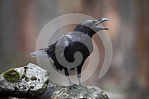 Black bird raven with open beak sitting on the stone photo