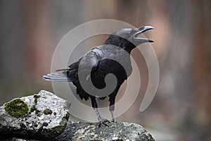 Black bird raven with open beak sitting on the stone