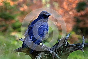 Black bird raven sitting on the tree trunk in the forest nature habitat, animal in autumn wood, dark plumage and big bill, Finland