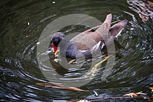 A black bird with a red beak common moorhen swims in dark water. The common moorhen, Gallinula chloropus, the waterhen or swamp