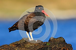 Black bird with red bill. Blakish oystercatcher, Haematopus ater, with oyster in the bill, black water bird with red bill. Bird fe photo