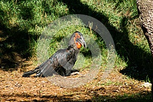 Black bird with red mask resting on the ground