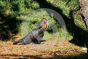 Black bird with red mask resting on the ground photo